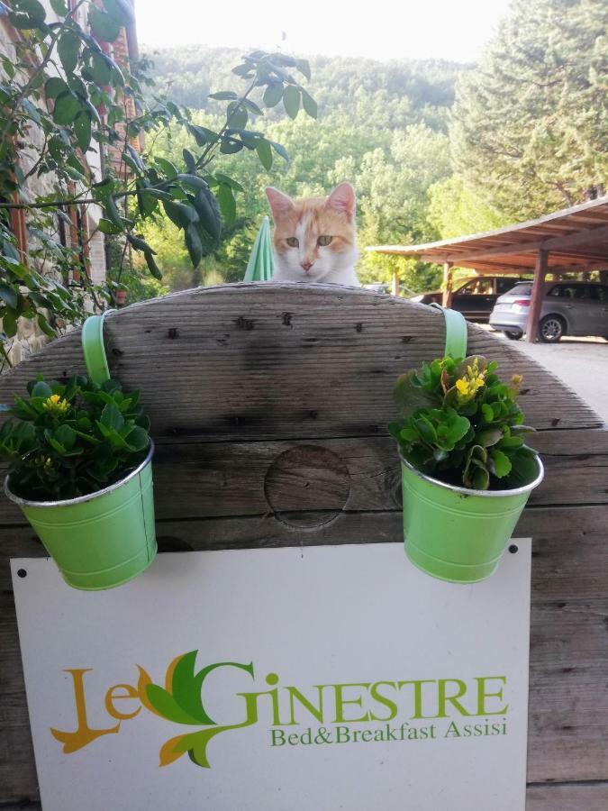 Le Ginestre Guesthouse Assisi Exteriör bild